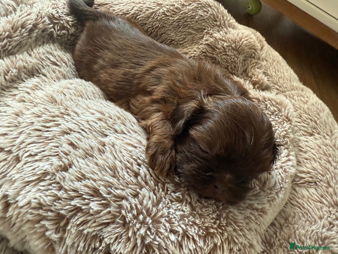 Shih Tzu dogs for sale: KC reg, 2 left! Potential blondes in Tamworth - Image 27