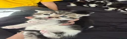 Brazilian Shorthair cats for sale: Beautiful Brazilian Shorthair kittens - Advert 5