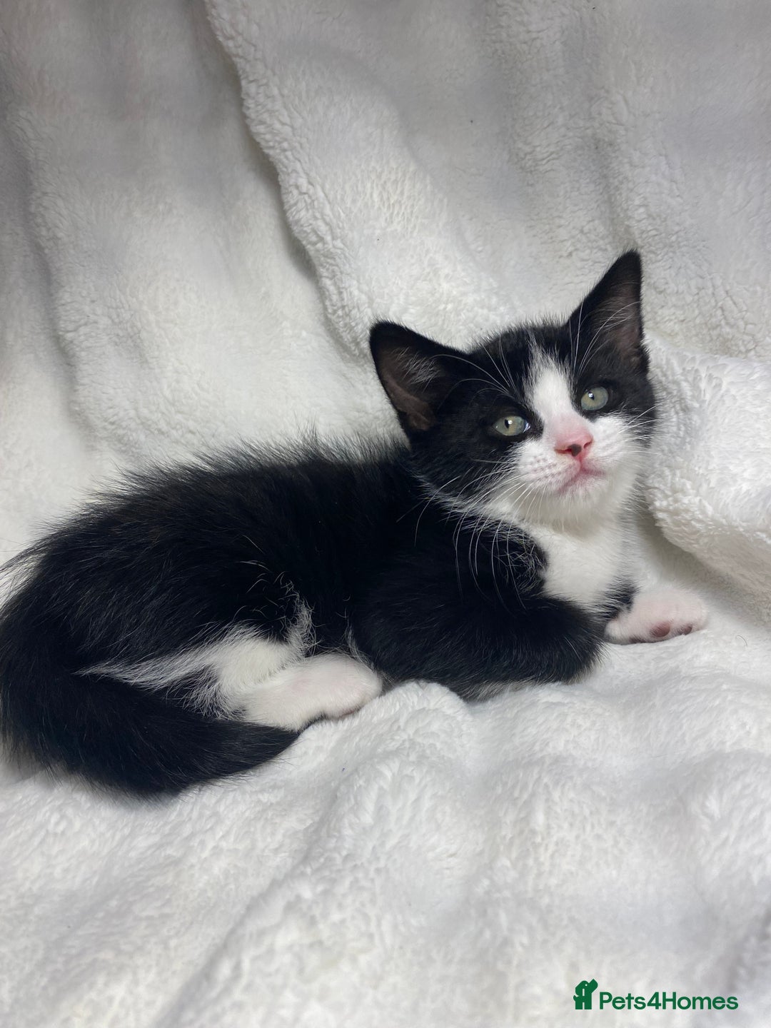 Mixed Breed cats for sale: 2 Adorable Kittens Awaiting Their Forever Home🏡 - Advert 3