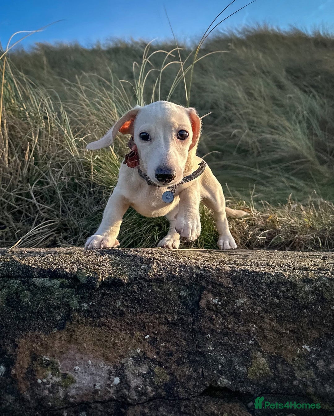 Miniature Dachshund dogs for sale: Cream miniature dachshunds  - Advert 34