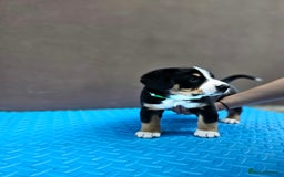 Entlebucher Mountain Dog dogs for sale: Entlebucher Mountain Dog - Image 14