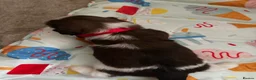Shih Tzu dogs for sale: Beautiful shih tzu puppies 🥹🐾 - Advert 3