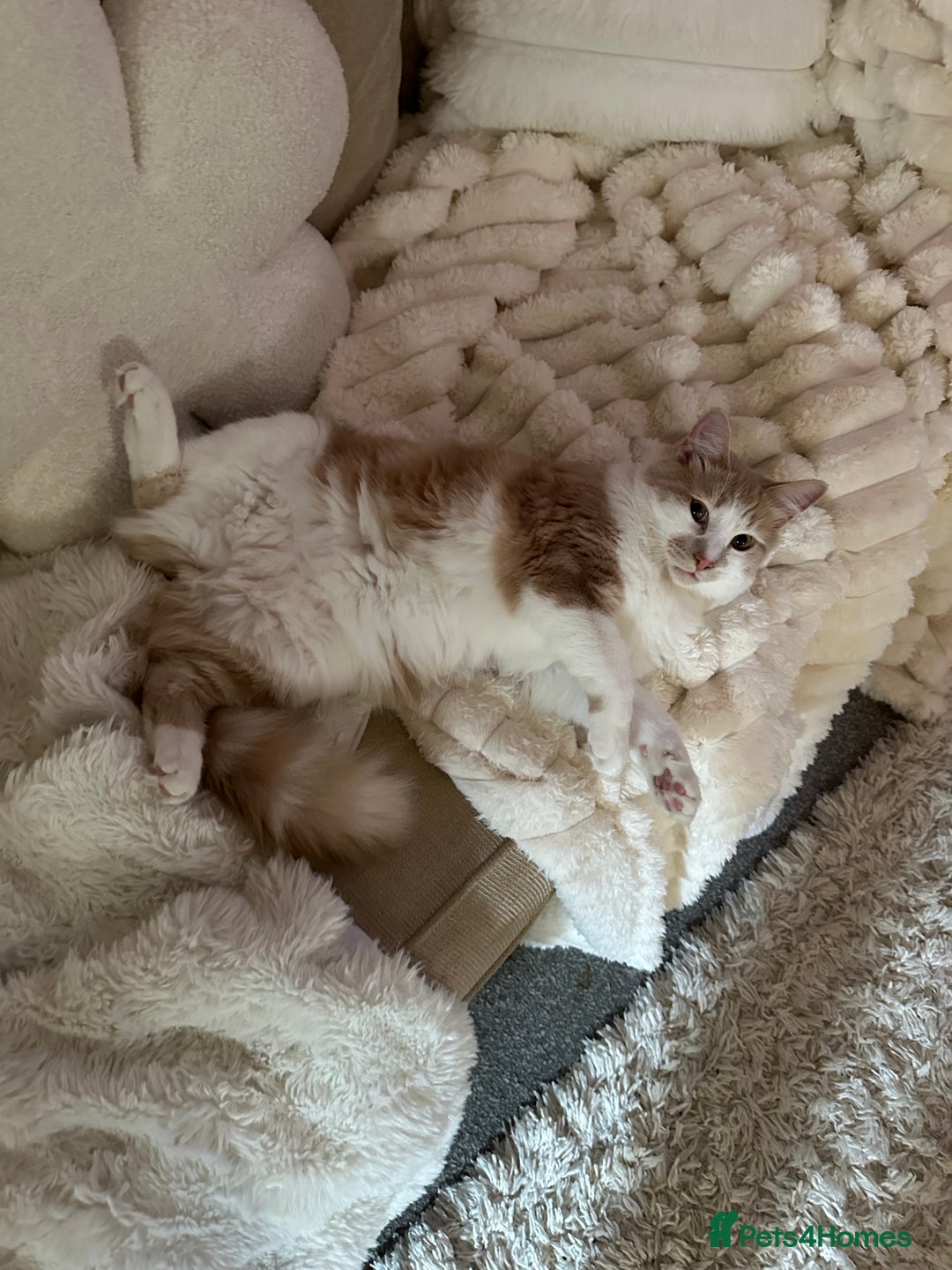 Mixed Breed cats for sale: Beautiful and affectionate 1 year old male - Advert 25