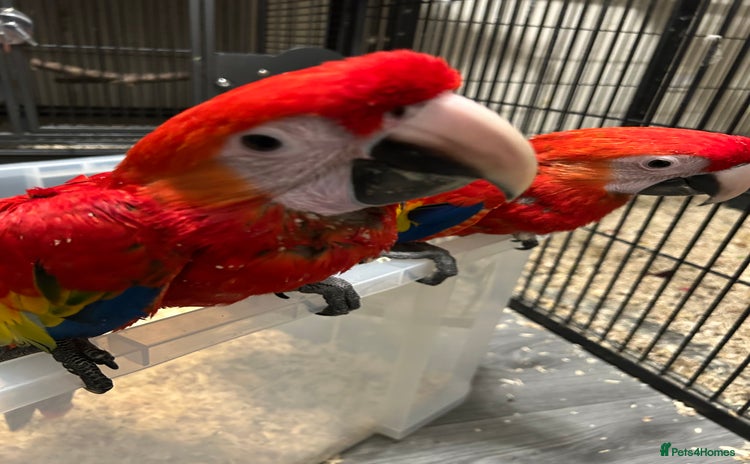 Macaws birds - Advert 1