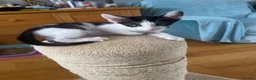 Mixed Breed cats for sale: Beautiful litter is Siamese mixed breed kittens - Advert 19