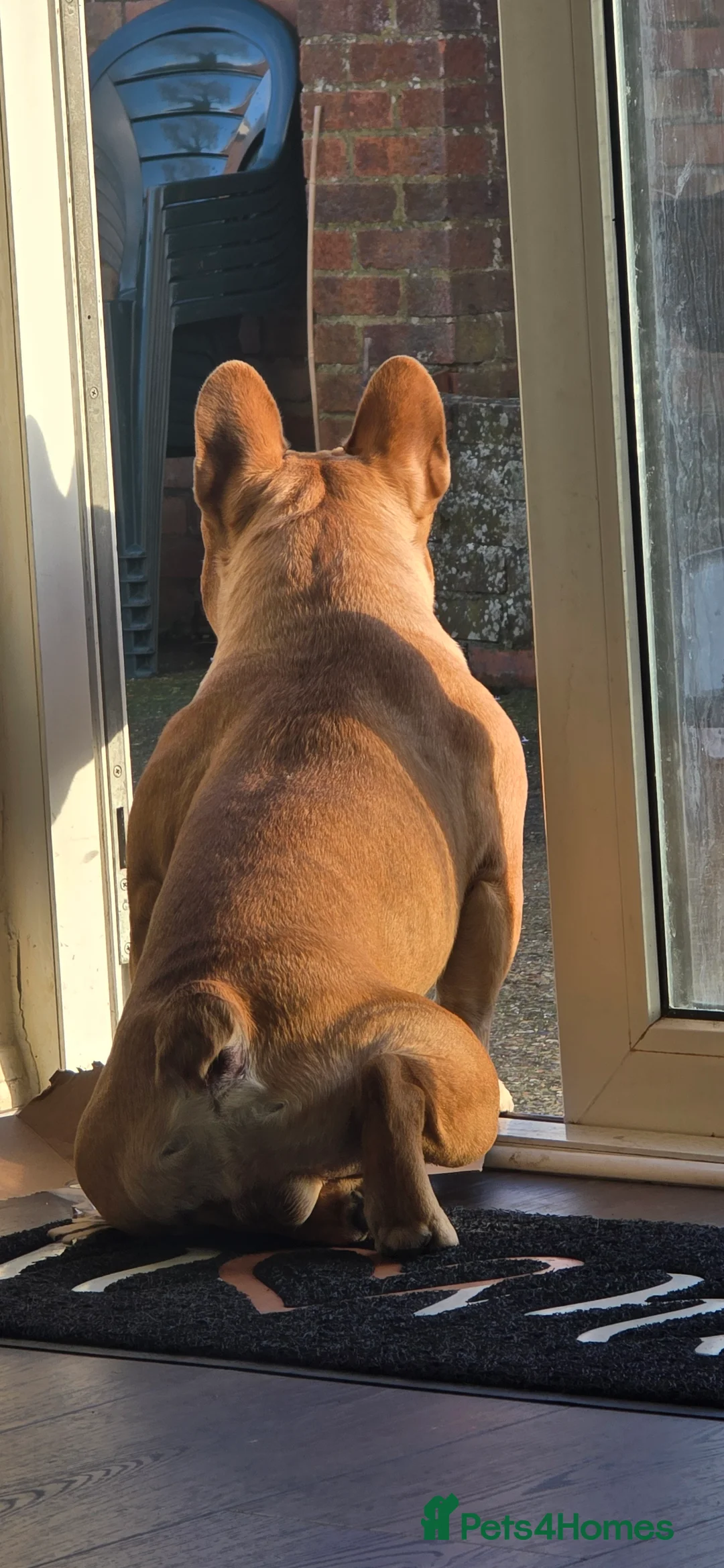 French Bulldog dogs for stud: King Midas son- Premium French Bulldog Stud - Advert 3