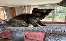 Mixed Breed cats for sale: 1 gorgeous tortie left read to leave this week  - Image 4