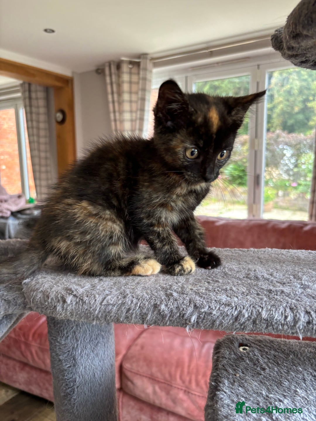 Mixed Breed cats for sale: 1 gorgeous tortie left read to leave this week  - Image 4