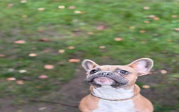 French Bulldog dogs for sale: Puppy frenchie - Advert 2