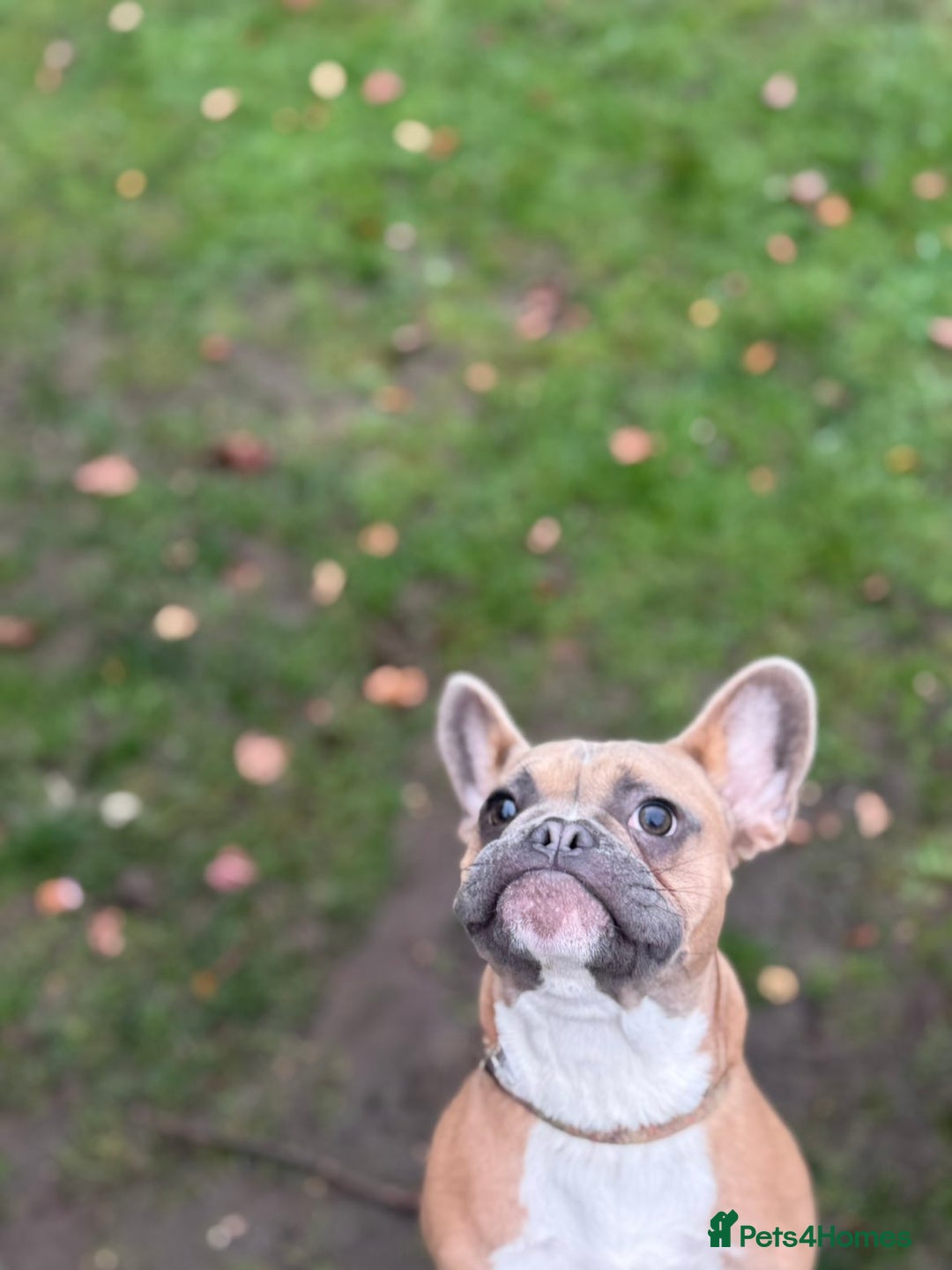 French Bulldog dogs for sale: Puppy frenchie - Advert 2