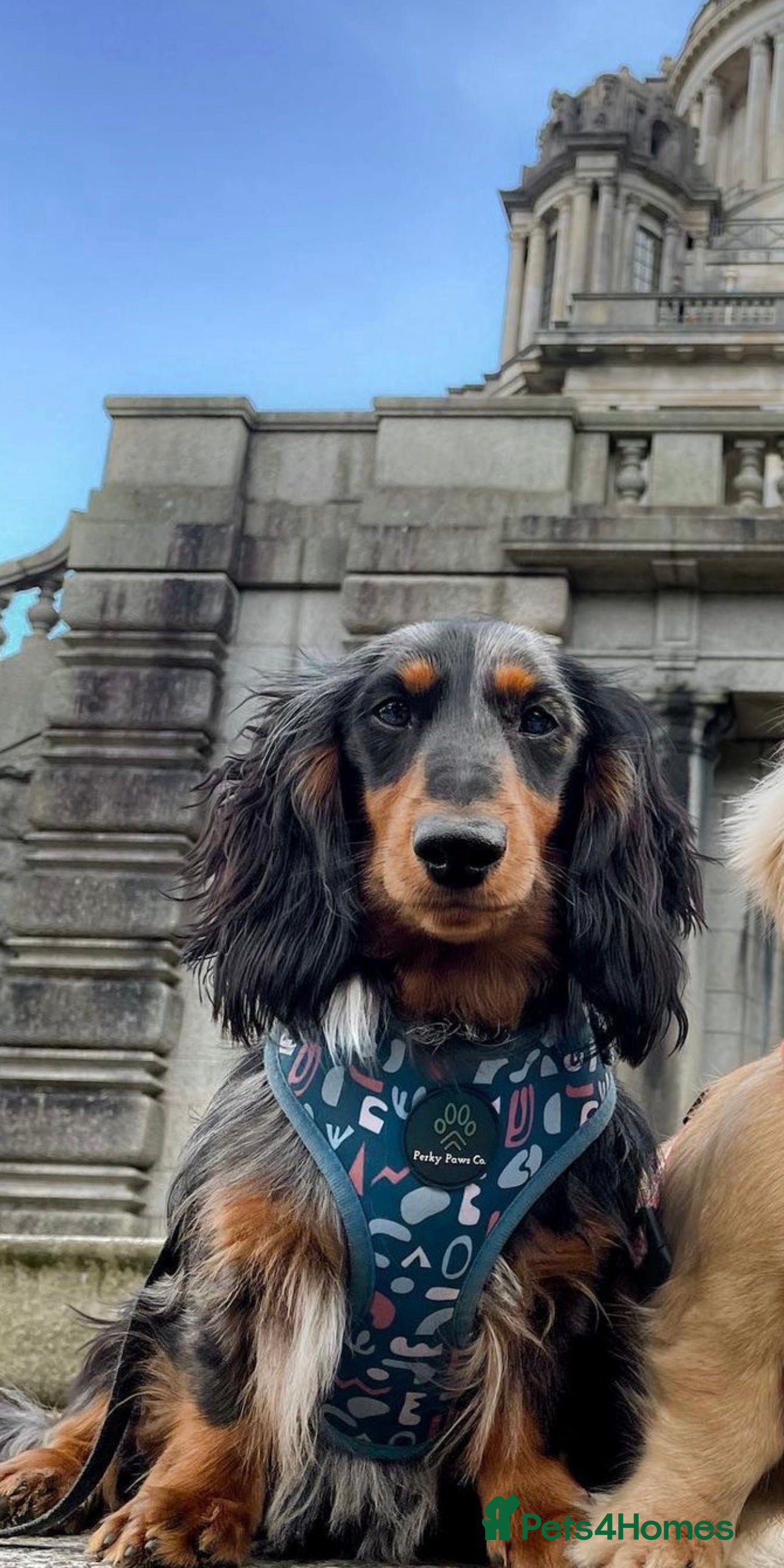 Miniature Dachshund dogs Proven KC Silver dapple long haired mini dachshund in Whitehaven - Advert 20