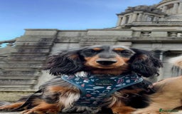 Miniature Dachshund dogs for stud: Silver dapple long haired mini dachshund for stud in Whitehaven - Image 4