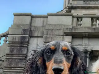 Miniature Dachshund dogs Proven KC Silver dapple long haired mini dachshund in Whitehaven - Advert 9