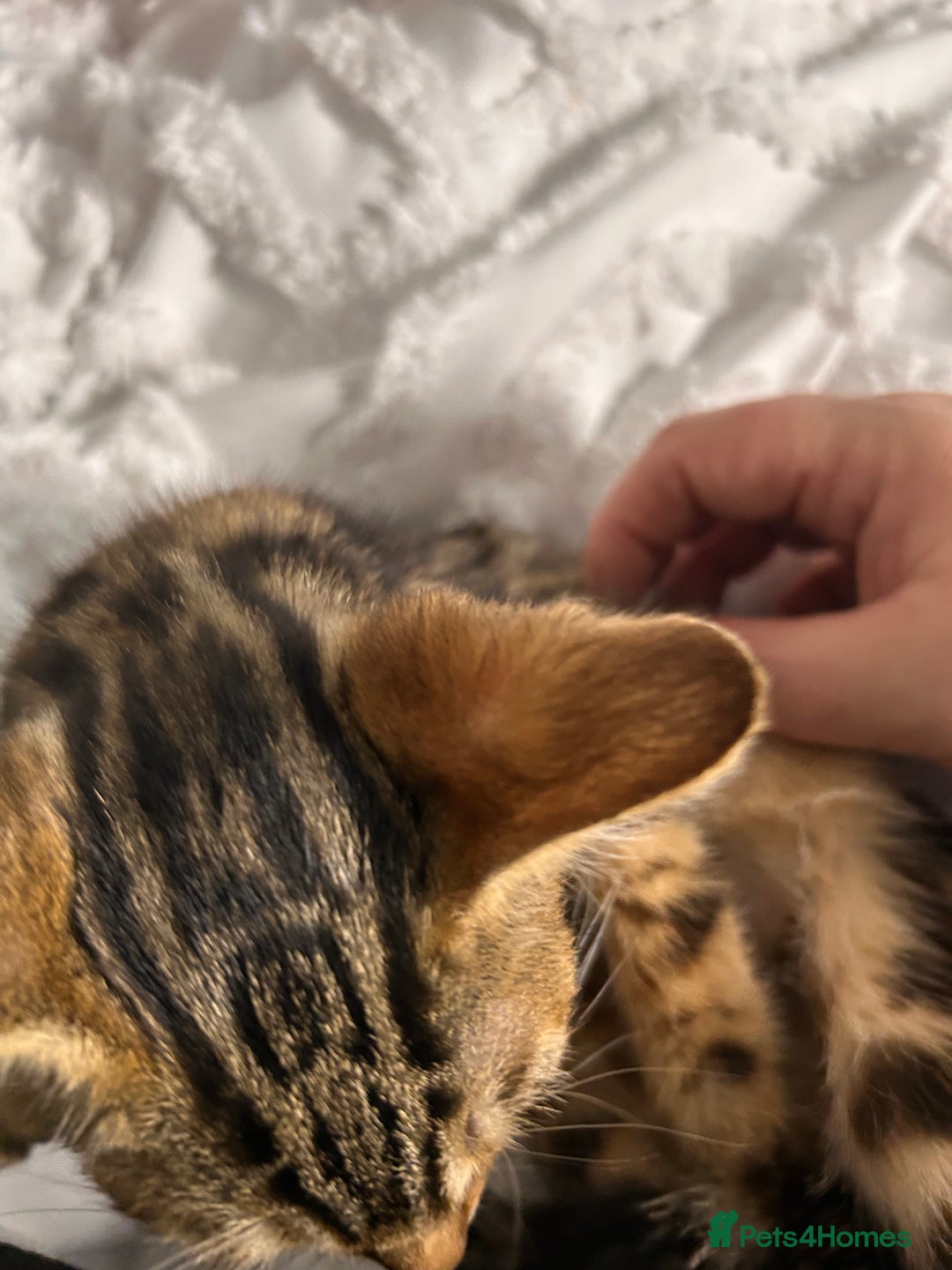 Bengal cats for sale: Bengal kittens ready now - Image 40