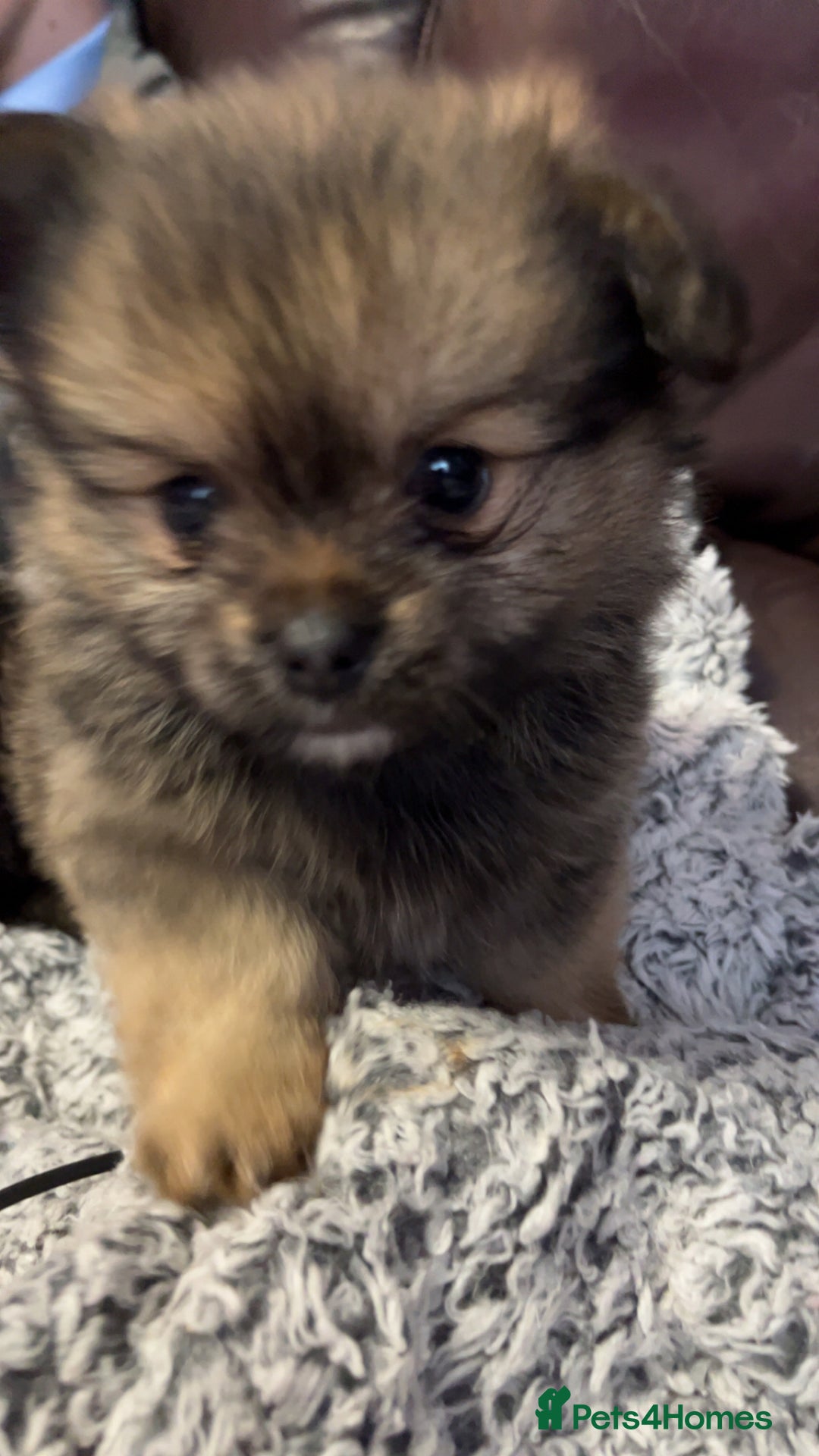 Mixed Breed dogs for sale: Tiny  **  Yorkiepom boy READY NOW  - Advert 3