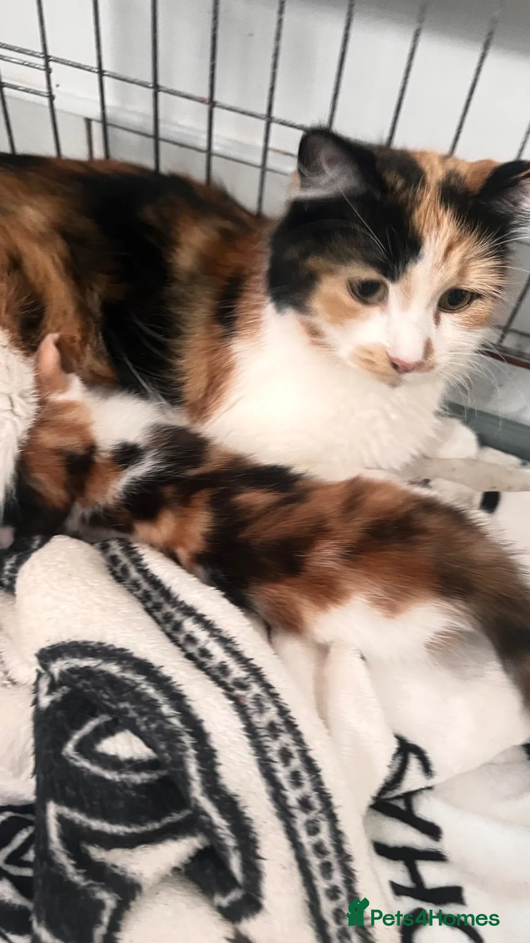 British Longhair cats for sale: Ginger male kitten very fluffy  in London - Advert 2
