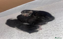 British Shorthair cats for sale: 2 beautiful kittens  - Image 5