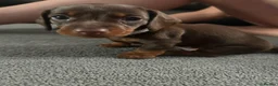 Miniature Dachshund dogs for sale: miniature dashhounds kc registered  - Advert 28