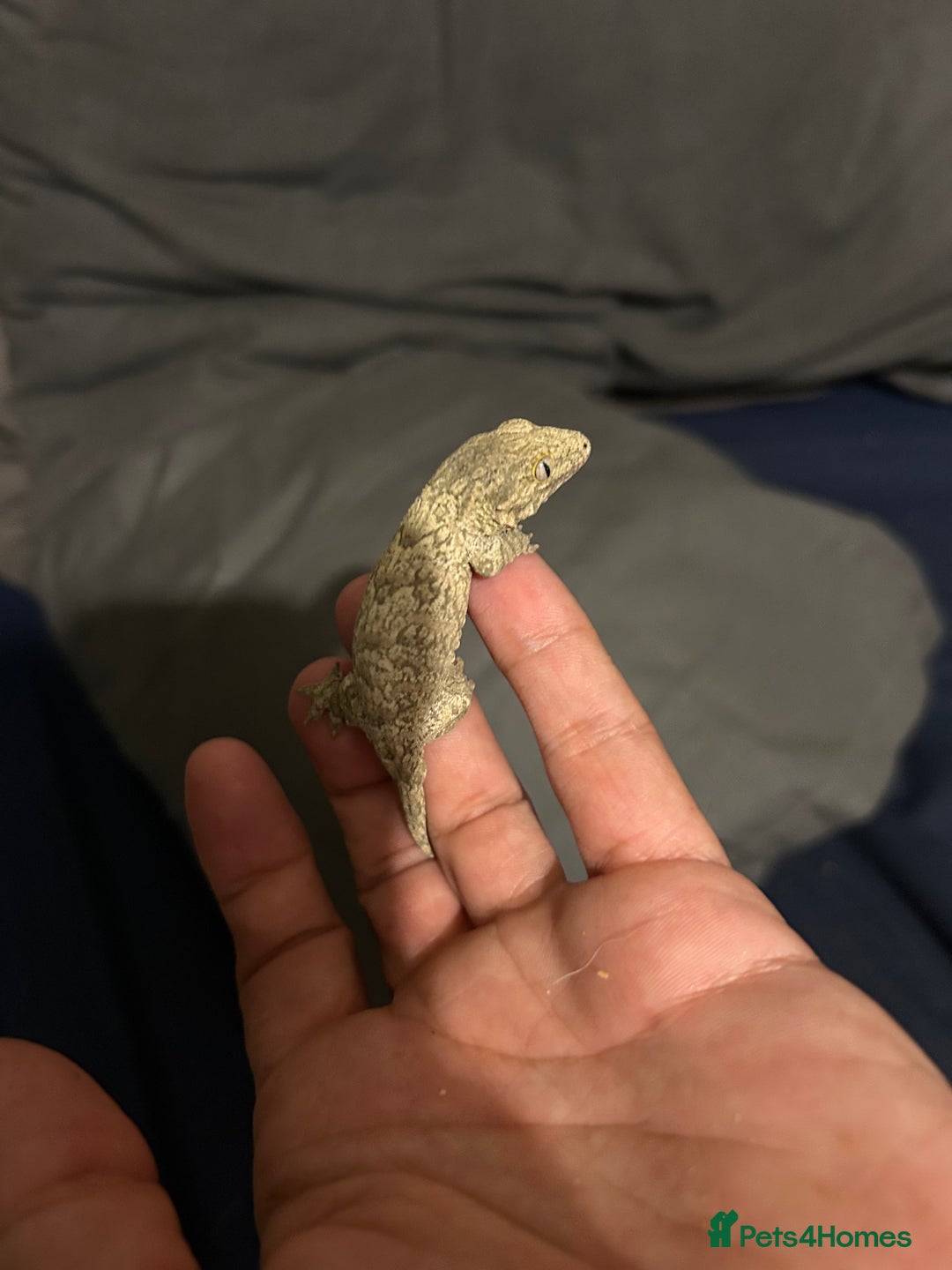 Gecko reptiles for sale: Leachi gecko  - Image 4
