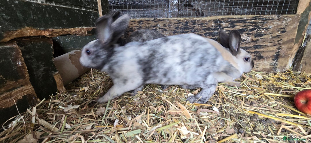 Rex rabbits for sale: 6 Mini rex 7 weeks old - Image 5