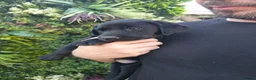 Labrador Retriever dogs for sale: 🐾 Labrador Puppies for Sale 🐾 in Folkestone - Advert 10