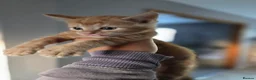 Mixed Breed cats for sale: Ginger Tabby Kittens - Advert 12