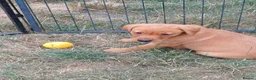 Labrador Retriever dogs for sale: Labrador Puppies Fox Red - Advert 15