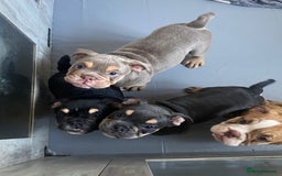English Bulldog dogs for sale: Pedigree English bulldogs top-lines (7 weeks old)  - Image 22
