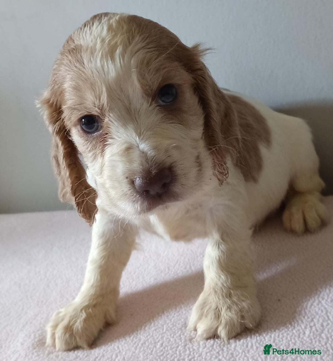 Cocker Spaniel dogs for sale: Cocker spaniel puppies  - Image 2