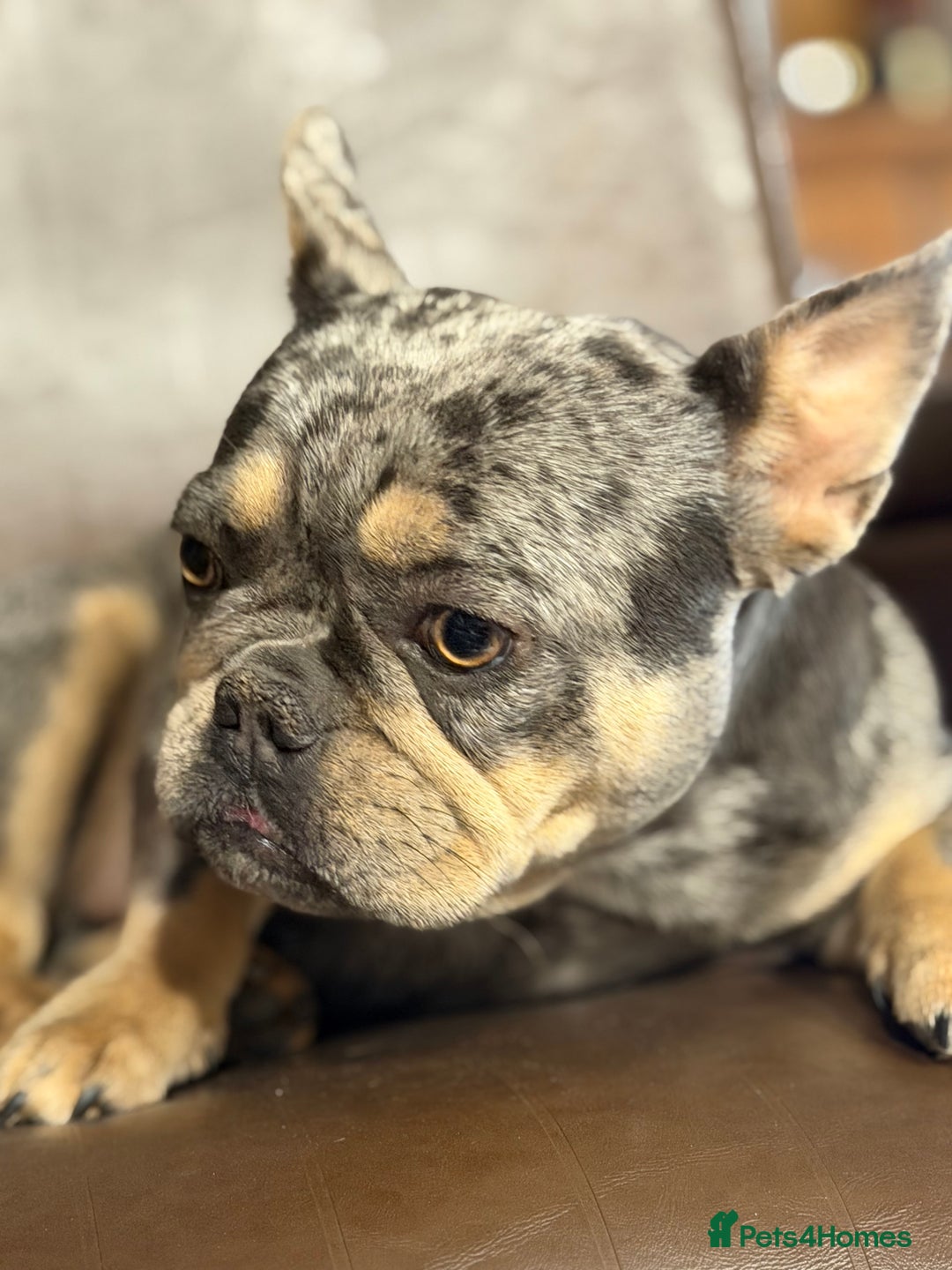 French Bulldog dogs for sale: French bulldog bitch merle  - Advert 7