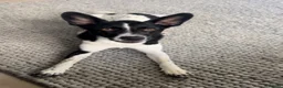 Mixed Breed dogs for sale: Looking for a loving new home - Advert 6