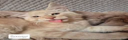 Maine Coon cats for sale: Mein con  - Advert 3
