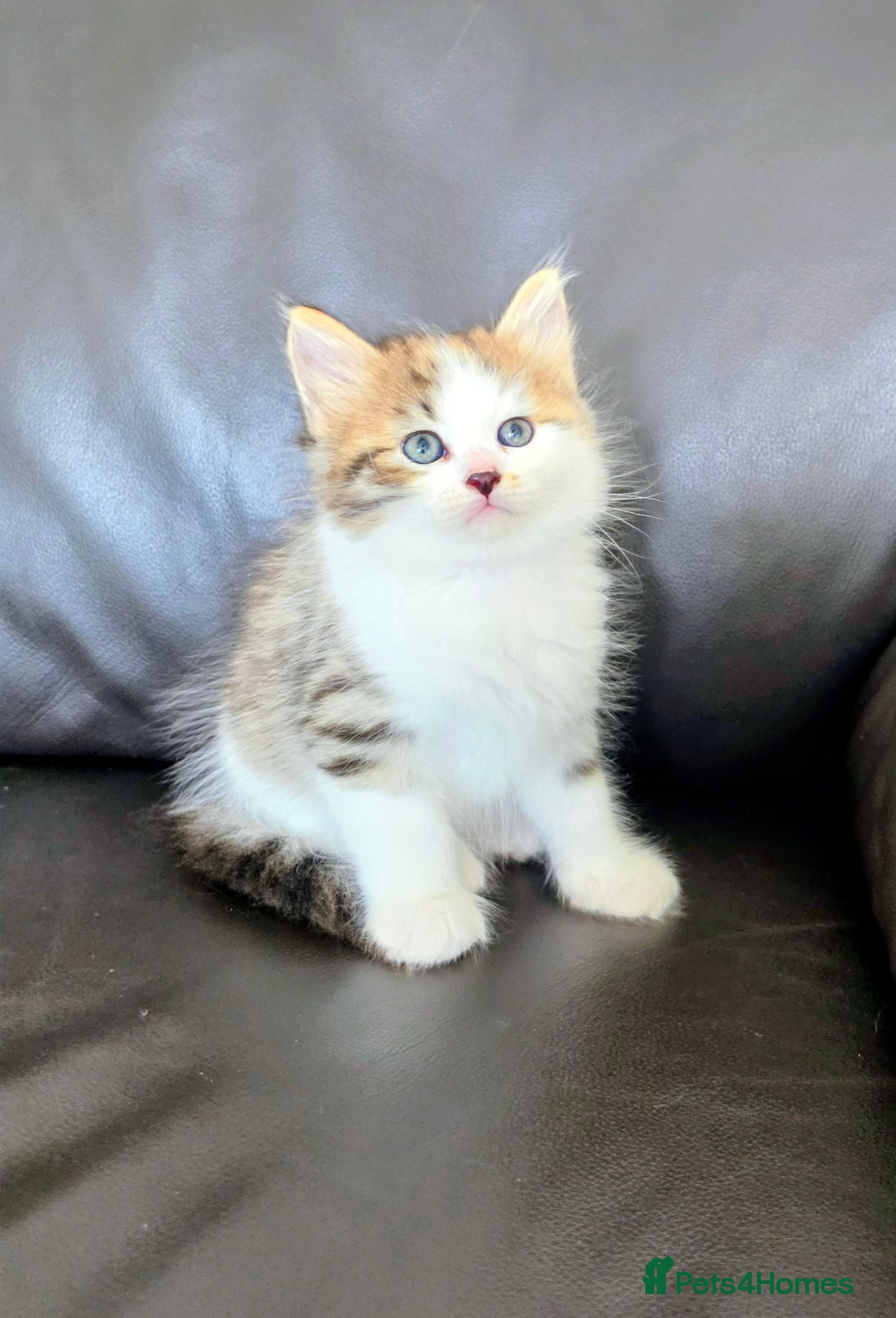 Siberian cats Pure gorgeous Siberian Kittens  - Advert 12