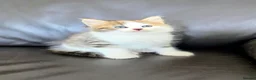 Siberian cats for sale: Pure gorgeous Siberian Kittens - Advert 5