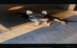 German Shepherd dogs for sale: German shepherd female  - Advert 1