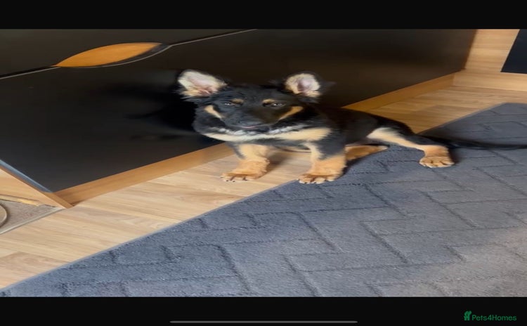 German Shepherd dogs German shepherd female  - Advert 1