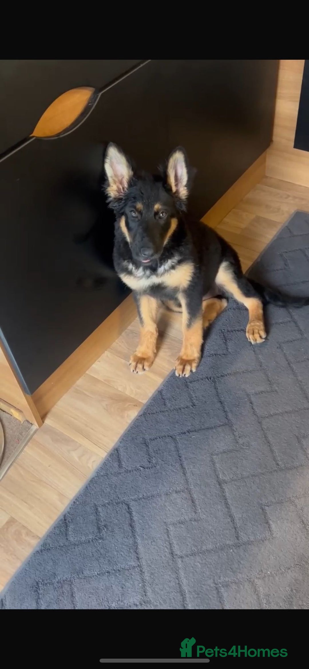 German Shepherd dogs for sale: German shepherd female  - Advert 1