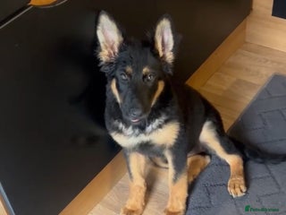 German Shepherd dogs German shepherd female - Advert 2