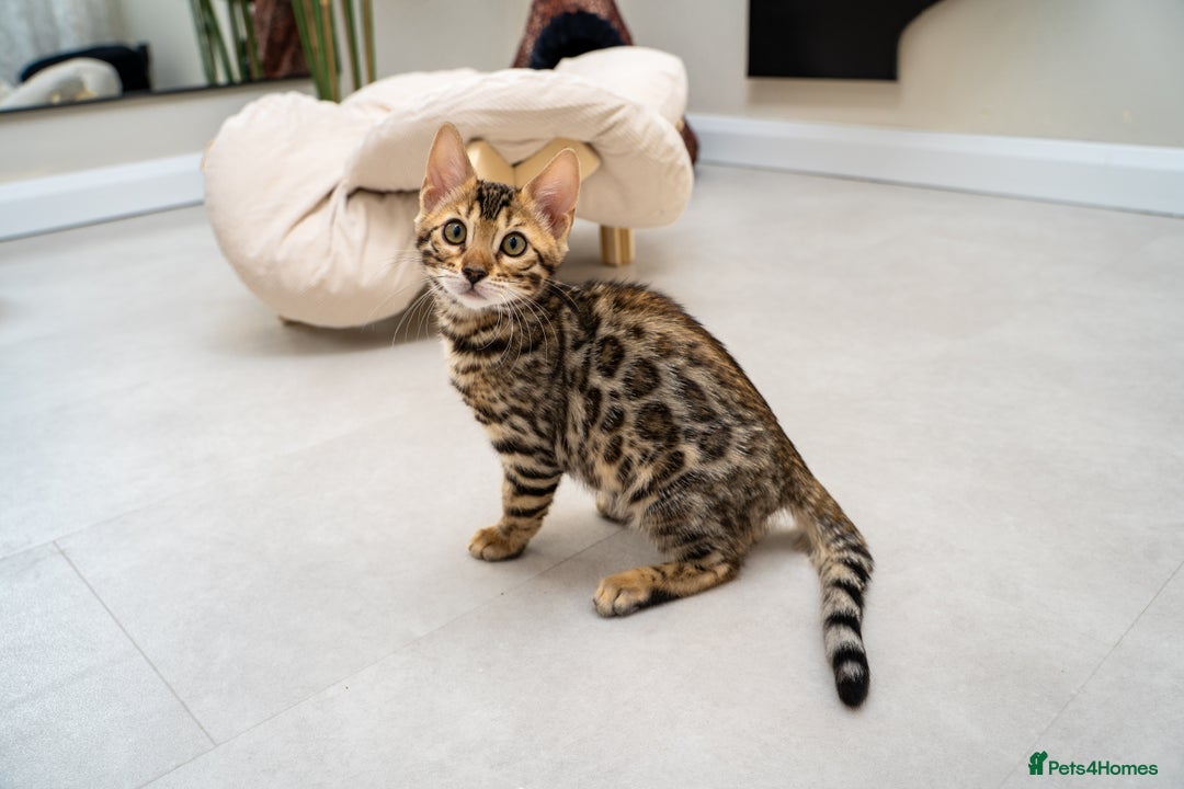 Bengal cats for sale: Top quality Bengal Girl- TICA reg.- AVAILABLE NOW - Advert 34
