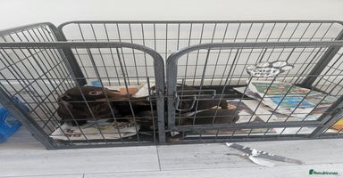 Dachshund dogs - Advert 10