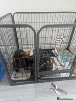 Dachshund dogs - Advert 10