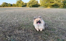 Pomeranian dogs for sale: Not taking more queries currently  - Image 1