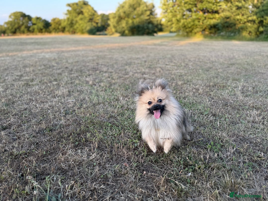 Pomeranian dogs for sale: Not taking more queries currently  - Image 1