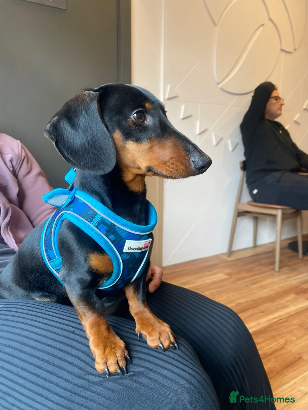 Miniature Dachshund dogs for sale: 1 year old black & tan miniature dachshund  in Porthmadog - Advert 2