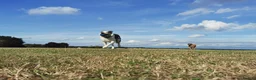 Border Collie dogs for sale: Rehoming beautiful Border Collie (Skye) - Advert 5