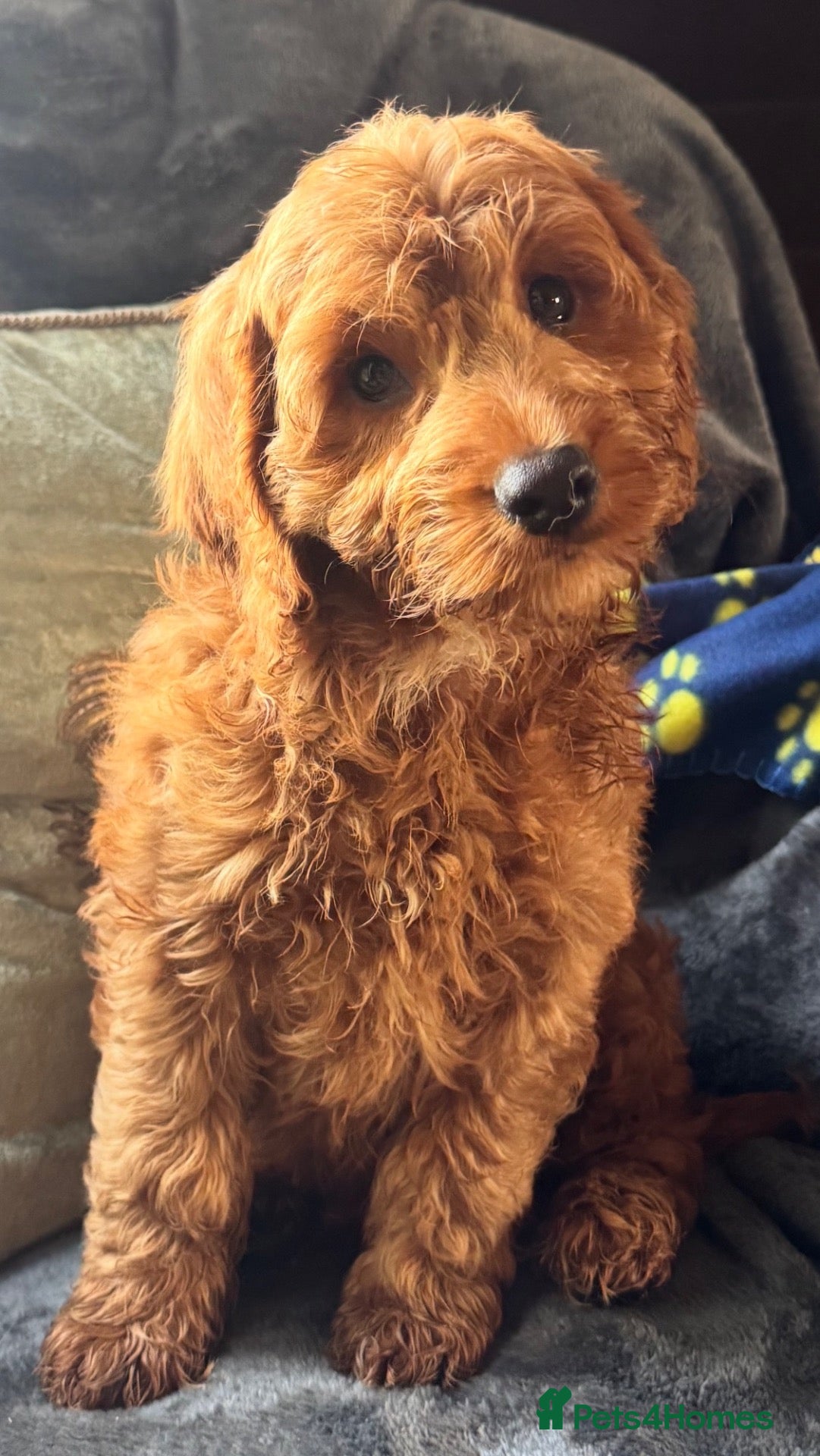 Cockapoo dogs Happy healthy absolutely gorgeous Cockapoo babies - Advert 2