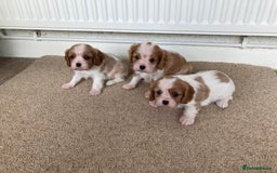 Cavalier King Charles Spaniel dogs for sale: Super cute KC blenheim pups, health tested parents - Image 10