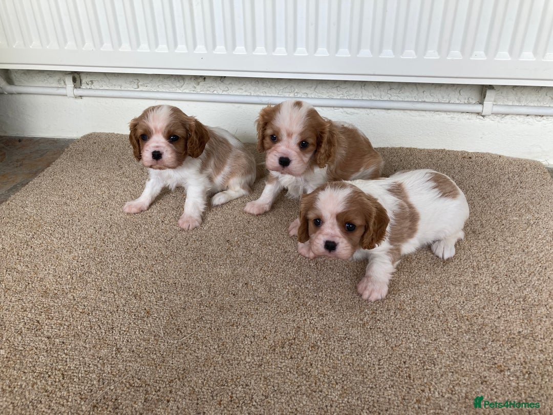 Cavalier King Charles Spaniel dogs for sale: Super cute KC blenheim pups, health tested parents - Image 10