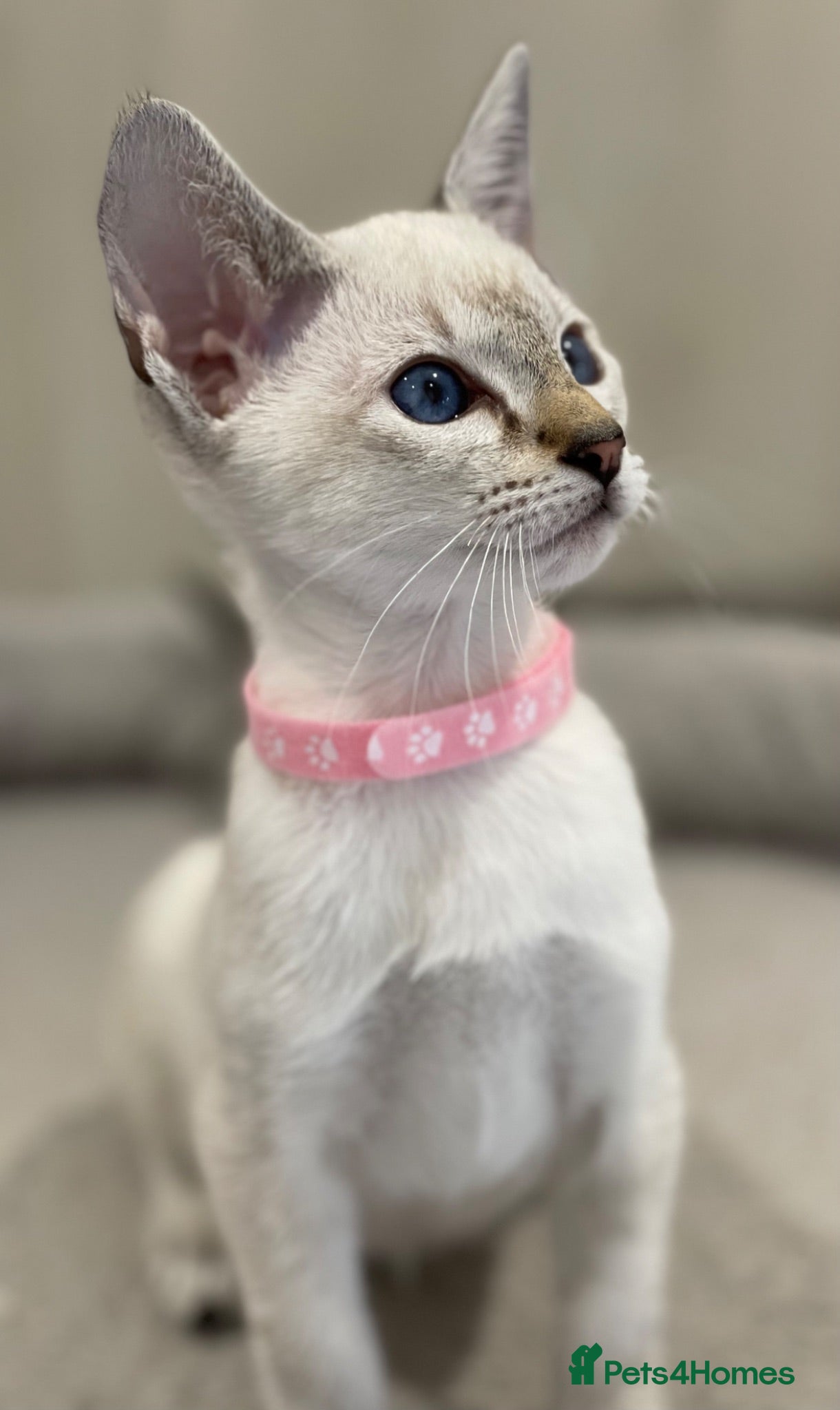 Siamese cats GCCF Registered Traditional Siamese Kittens.  - Advert 2