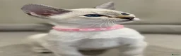 Siamese cats for sale: GCCF Registered Traditional Siamese Kittens.  - Advert 2